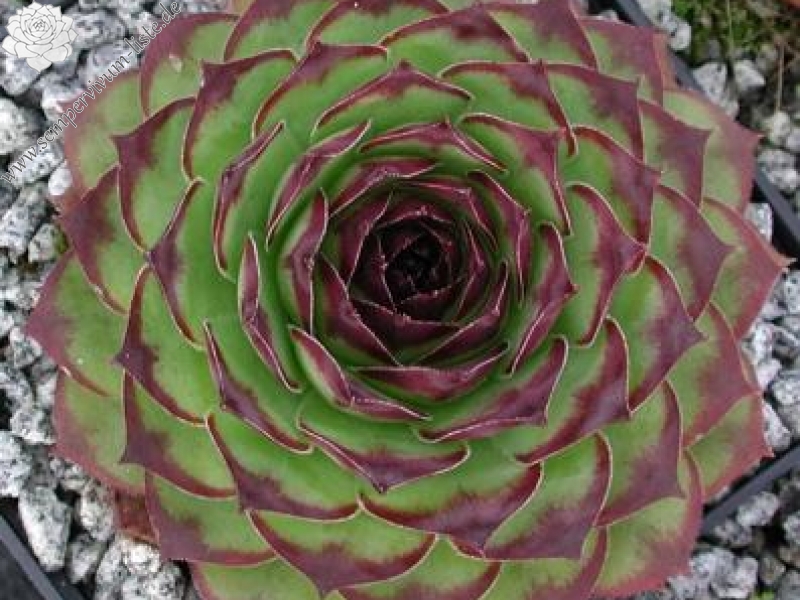 tectorum var. tectorum (royanum)