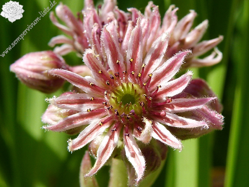 marmoreum ssp. marmoreum (rubicundum)