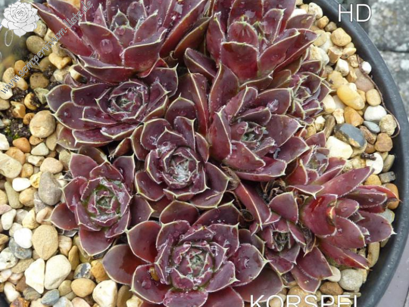 Korspel Grace Land / Jovi