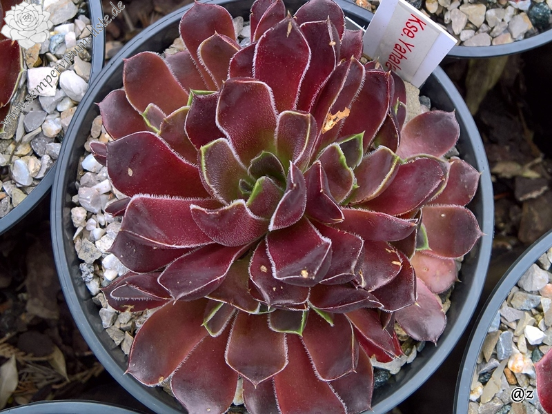 Korspelse Yahala / Jovi