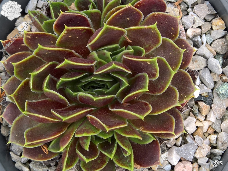 Lavender Bouquet / Jovi