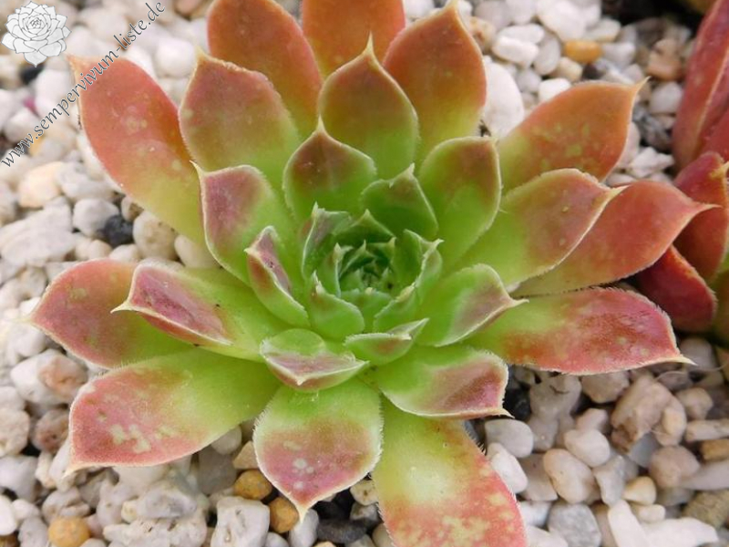 Lavender Bouquet / Jovi