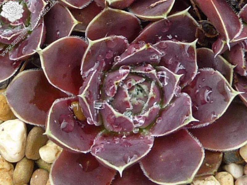 Korspel Grace Land / Jovi