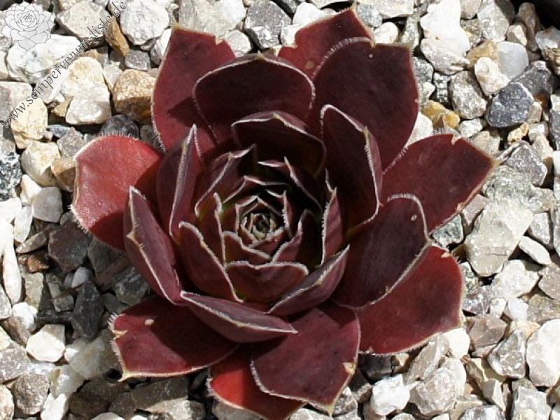 Korspel Dancing Queen / Jovi