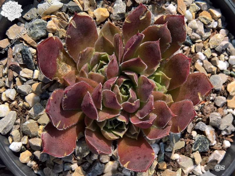 Korspelse Yahala / Jovi