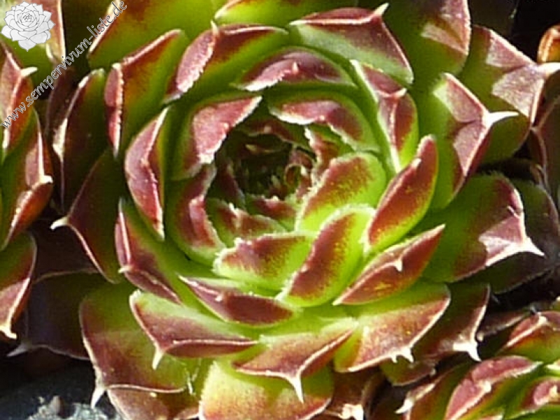 Letizia / Jovi