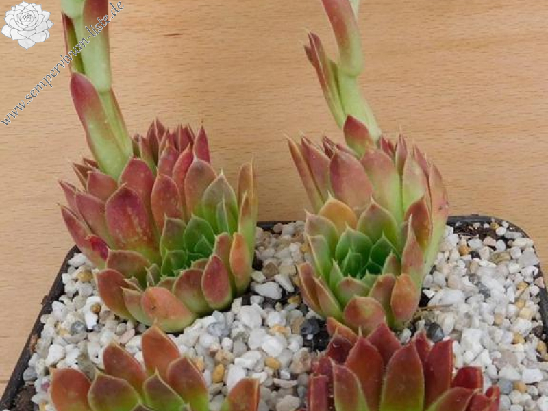 Lavender Bouquet / Jovi