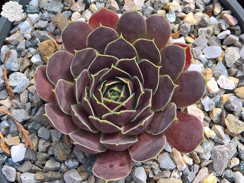 Korspelse Tiga / Jovi