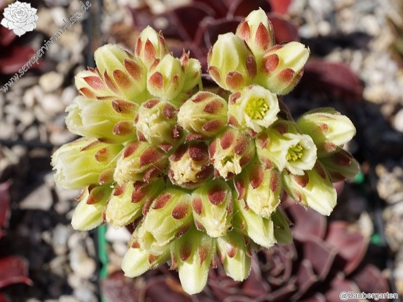 Korspel Dancing Queen / Jovi