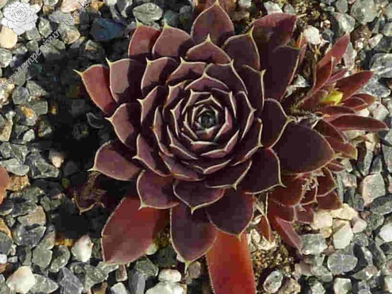 Korspel Grace Land / Jovi