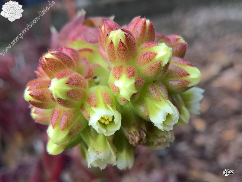 Korspelse Tiga / Jovi