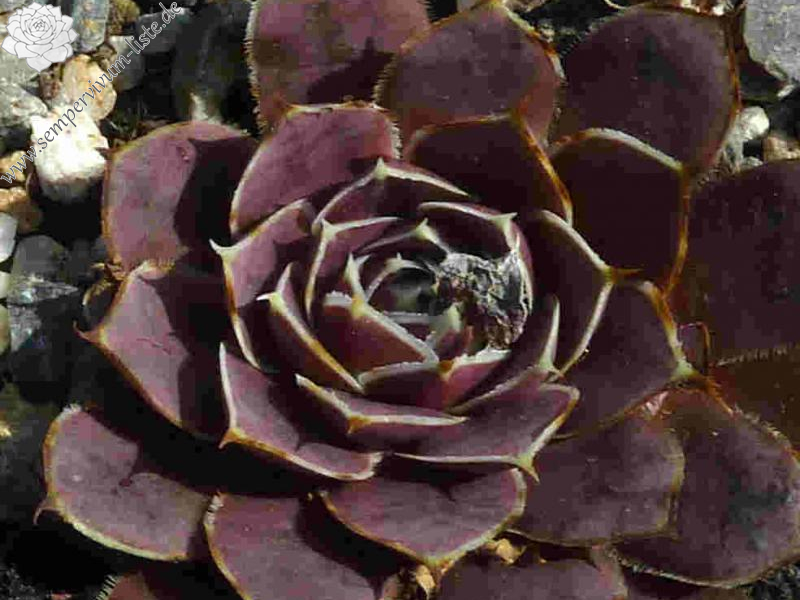 Korspel Grace Land / Jovi