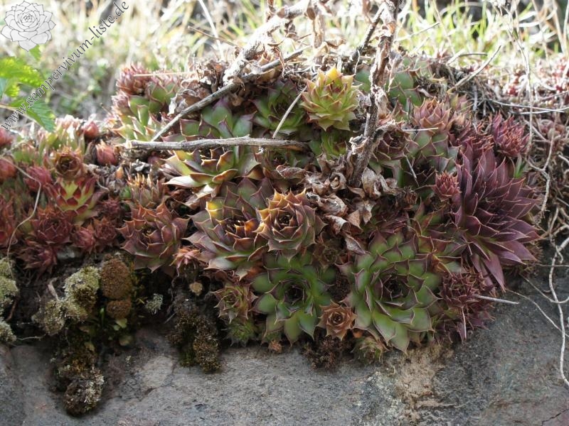 tectorum var. tectorum from Villnösstal (bei St. Peter)