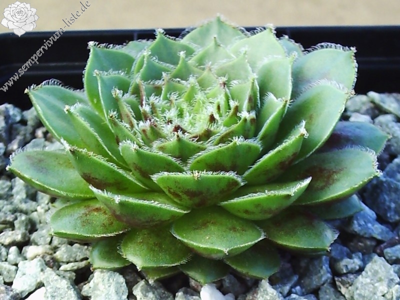 Korspel Glory 5