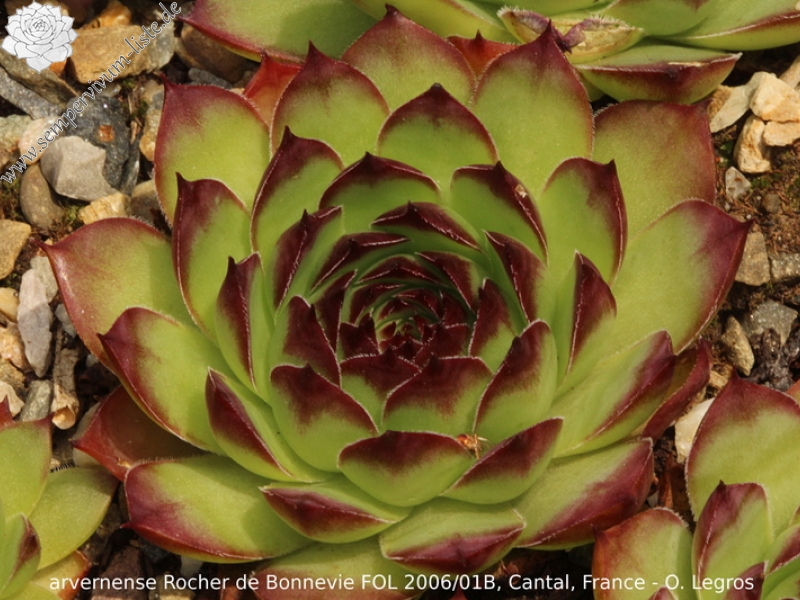 tectorum var. arvernense from Rocher de Bonnevie (Typ 01B)