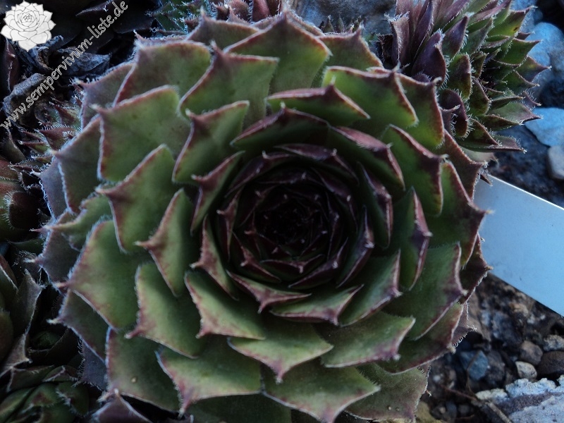 tectorum var. tectorum (murale)