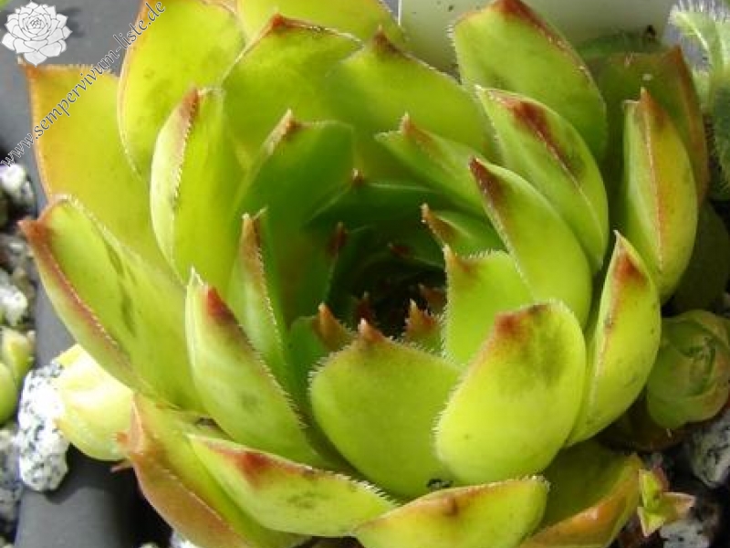 tectorum var. tectorum (pallescens)