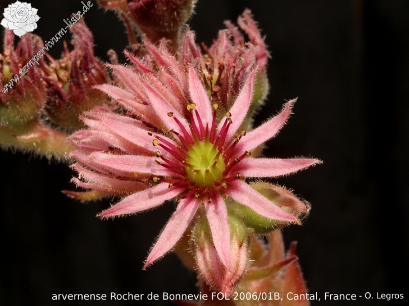 tectorum var. arvernense from Rocher de Bonnevie (Typ 01B)