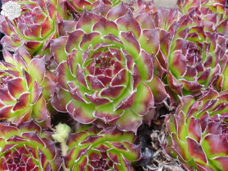 tectorum var. arvernense from Mont Aigoual