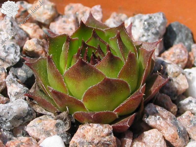 tectorum var. tectorum (corymbosum)