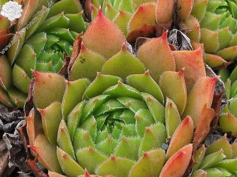 tectorum var. tectorum (lamottei)