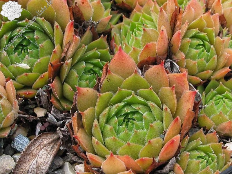 tectorum var. tectorum (lamottei)