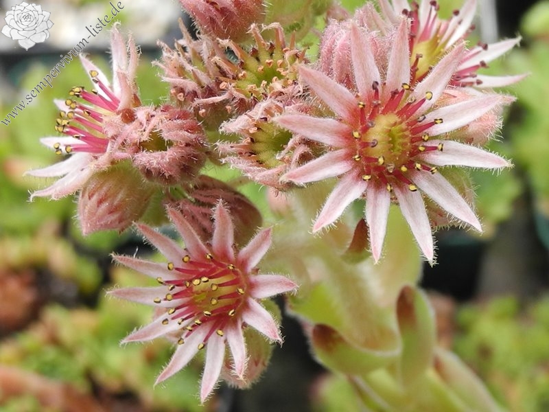 tectorum var. tectorum (fuscum)