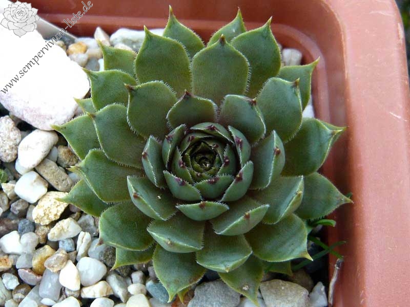 tectorum var. tectorum (acuminatum)