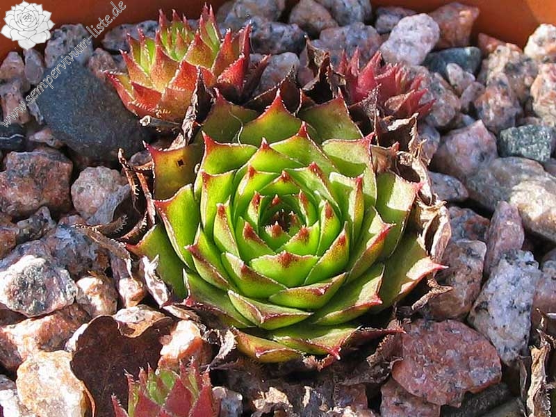 tectorum var. tectorum (corymbosum)