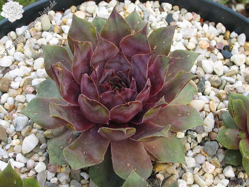 tectorum var. tectorum (decoloratum) Typ PH1014