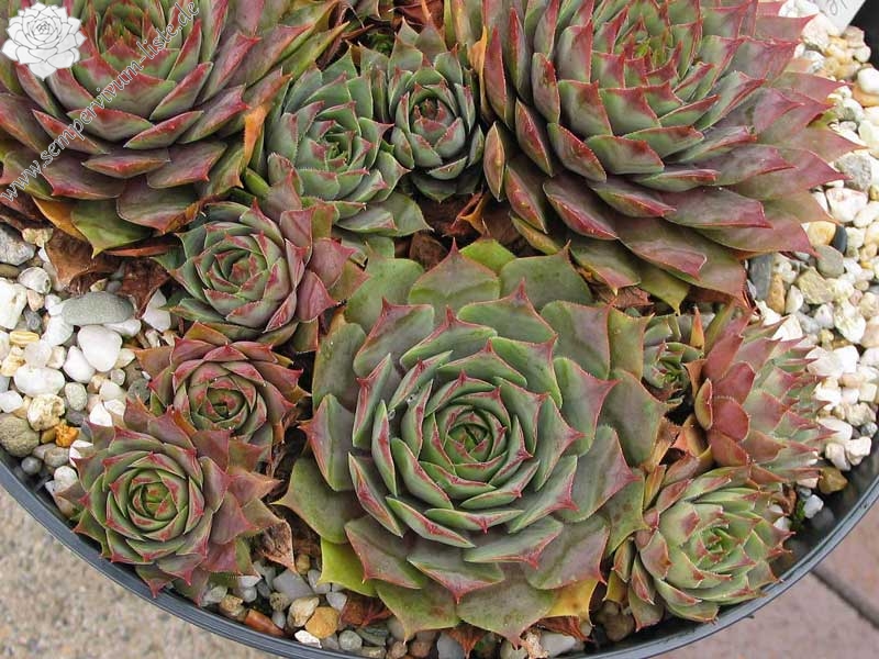 tectorum var. tectorum (decoloratum) Typ PH1014