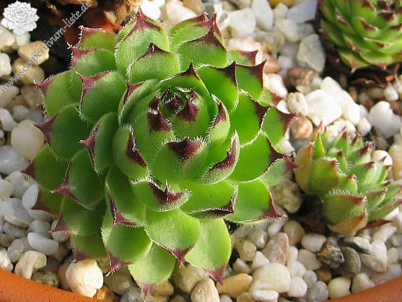 tectorum var. tectorum (erubescens)