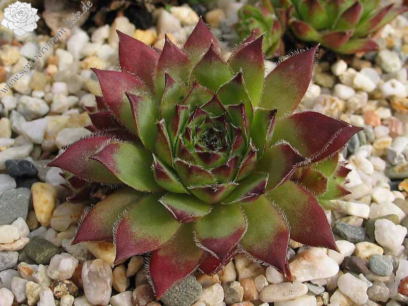 tectorum var. tectorum (rhodanicum)