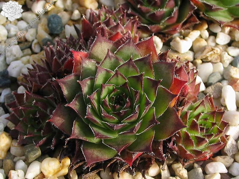 tectorum var. tectorum (rhodanicum)