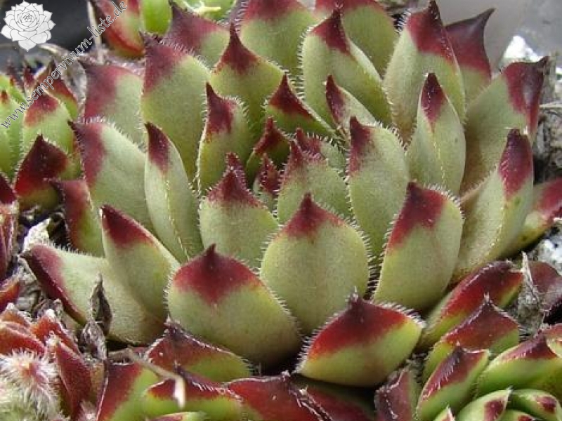 tectorum x S. pittonii