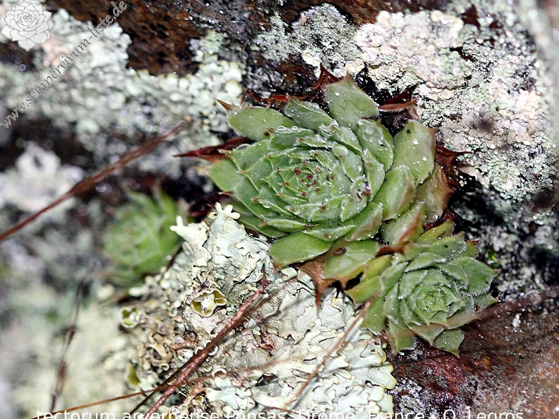 tectorum var. arvernense from Ponsas