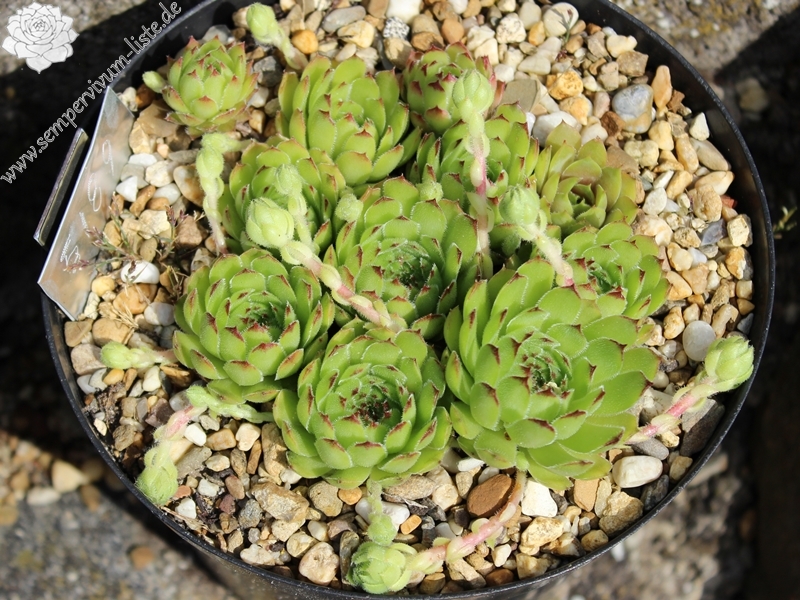 tectorum var. arvernense (italicum) from Monti Lepini
