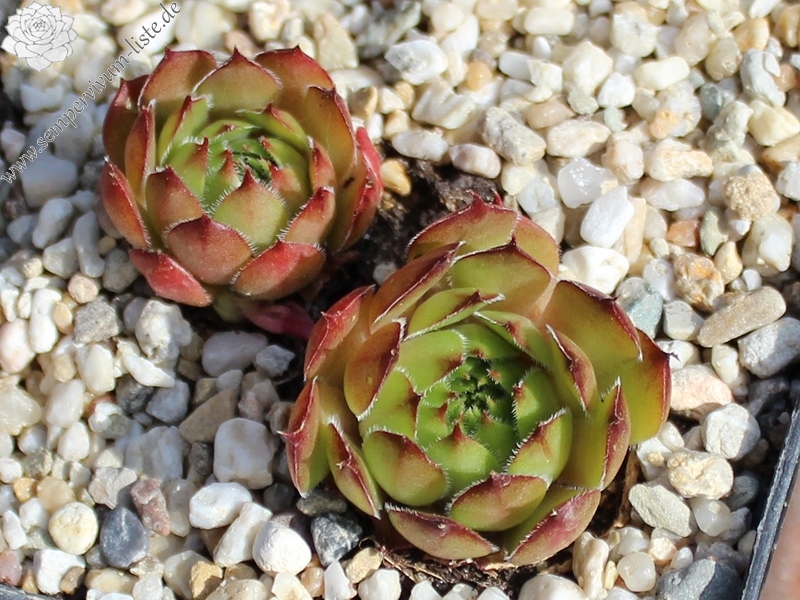 tectorum var. tectorum (aureggii)