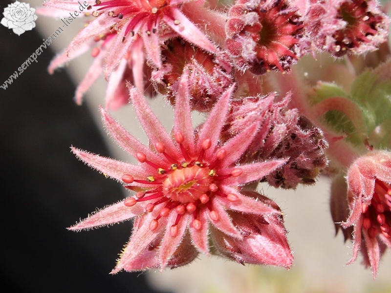 tectorum var. tectorum (decoloratum) Typ PH1014