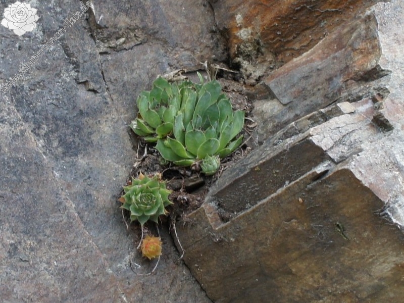 tectorum var. tectorum from Säbener Berg