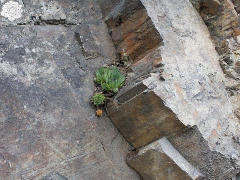 tectorum var. tectorum from Säbener Berg