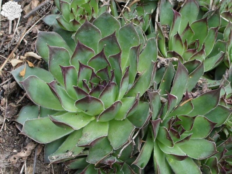 tectorum var. tectorum from Säbener Berg