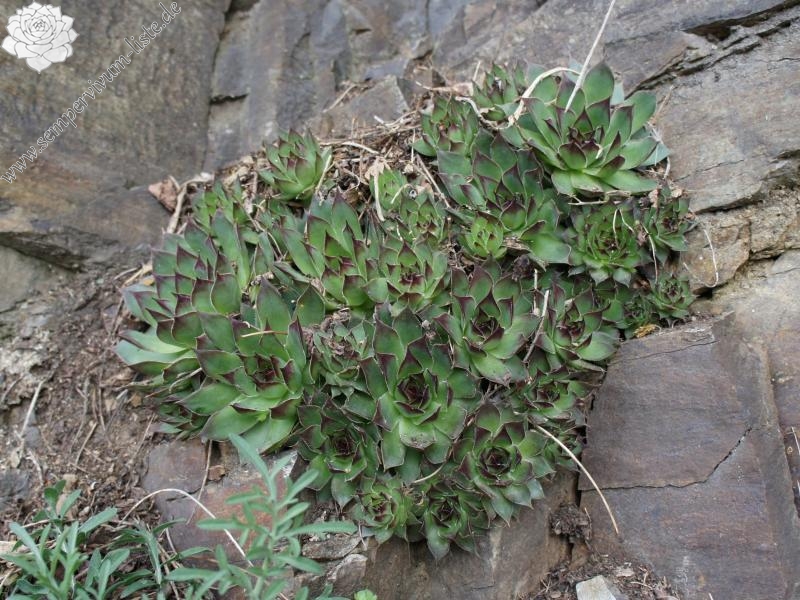 tectorum var. tectorum from Säbener Berg