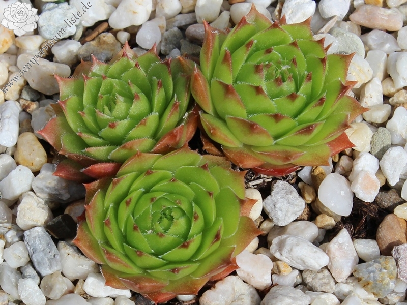 tectorum var. tectorum (lamottei)