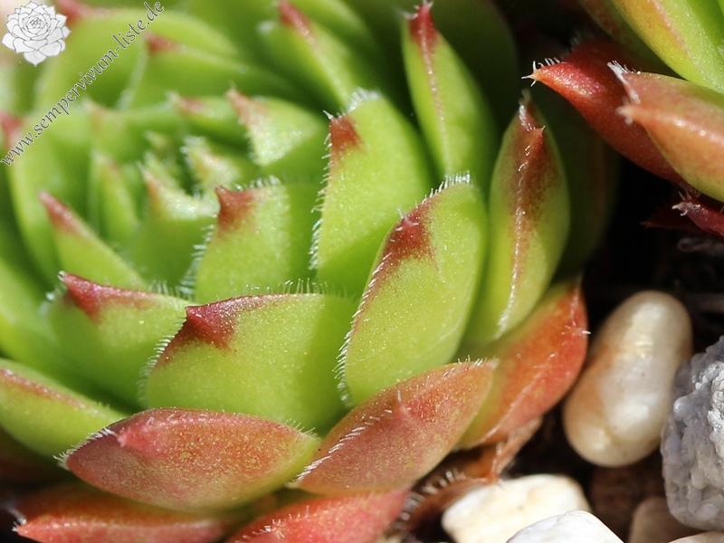 tectorum var. tectorum (lamottei)