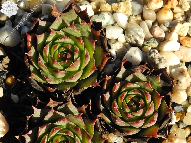 tectorum var. tectorum (pallescens)