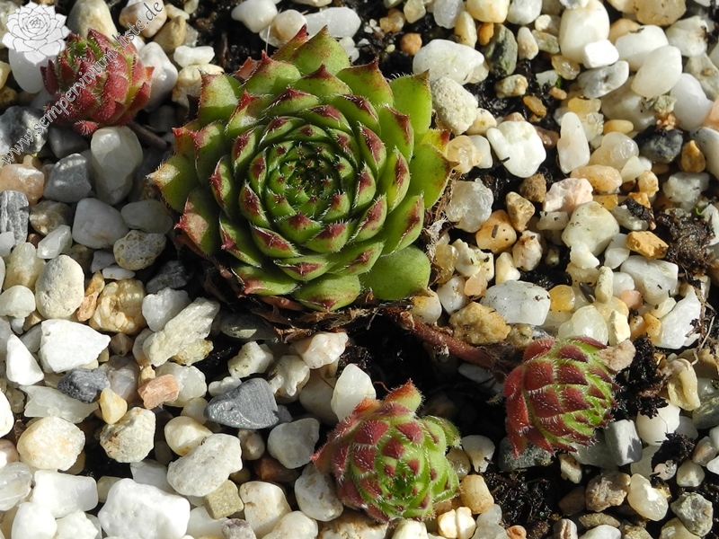 tectorum x S. pittonii
