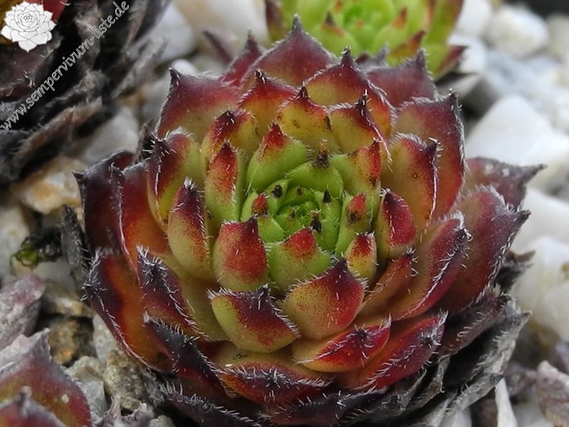 tectorum x S. pittonii