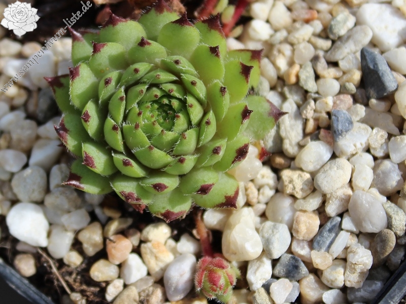 tectorum x S. pittonii