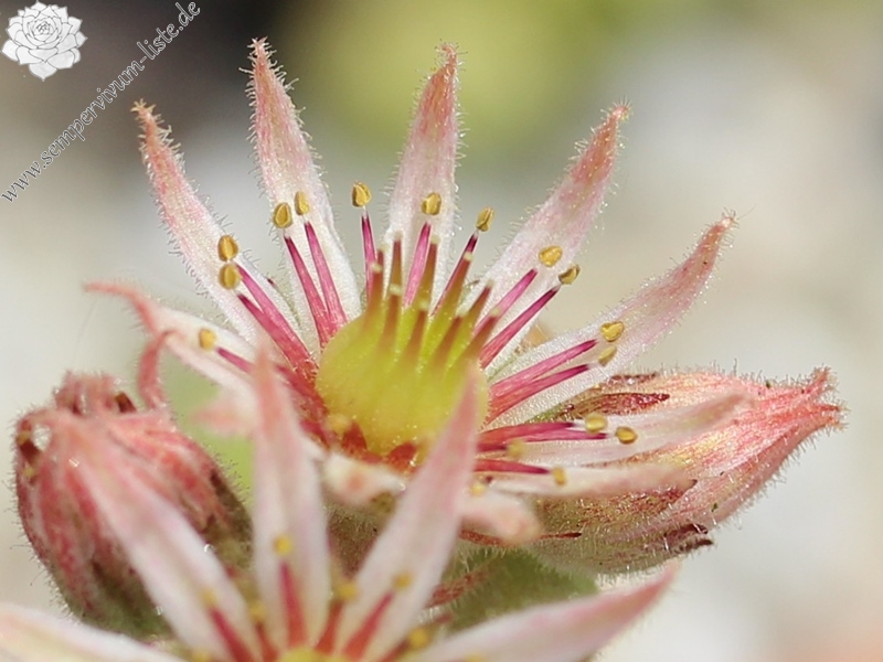 tectorum x S. pittonii